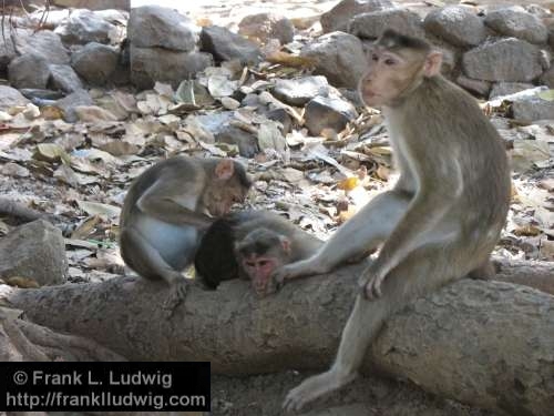 Elephanta Island, Maharashtra, Bombay, Mumbai, India